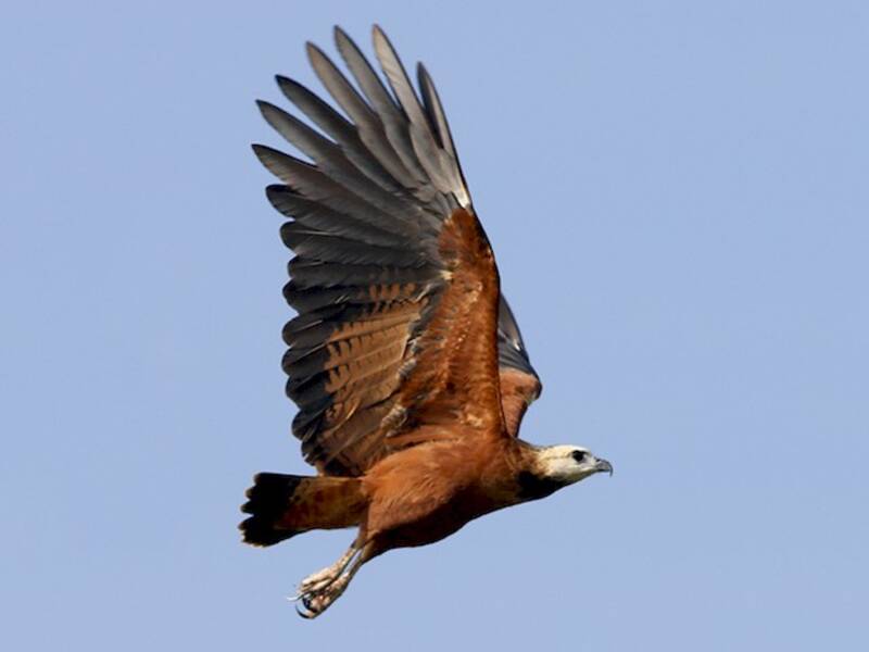 Black-collared Hawk