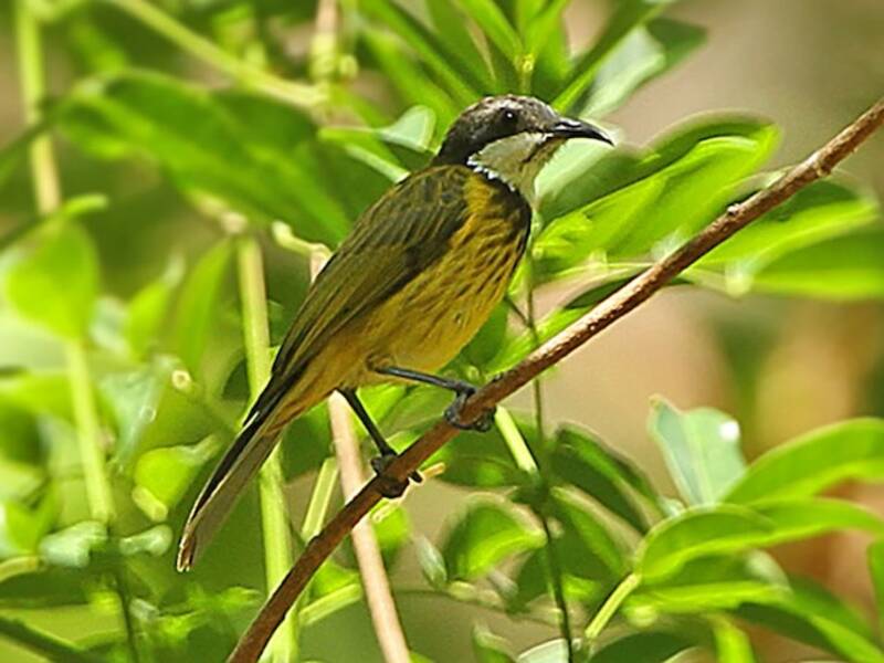 Black-chested Honeyeater, Photos 3