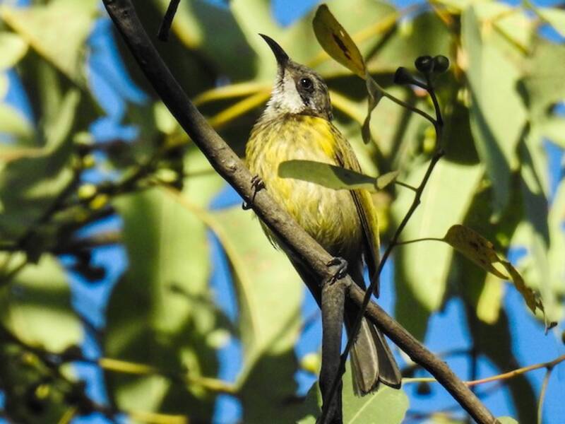 Black-chested Honeyeater, Photos 2