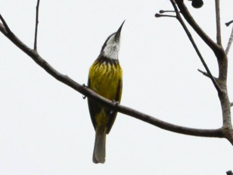 Black-chested Honeyeater, Photos 4