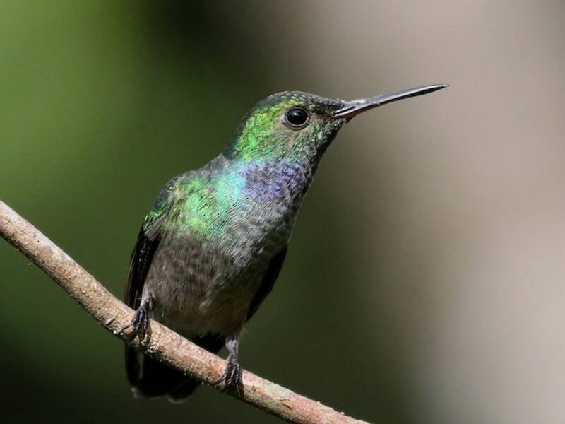 Blaukehlkolibri, Fotos 3