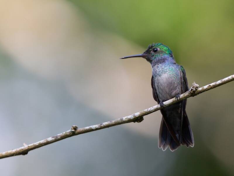 Blaukehlkolibri, Fotos 4