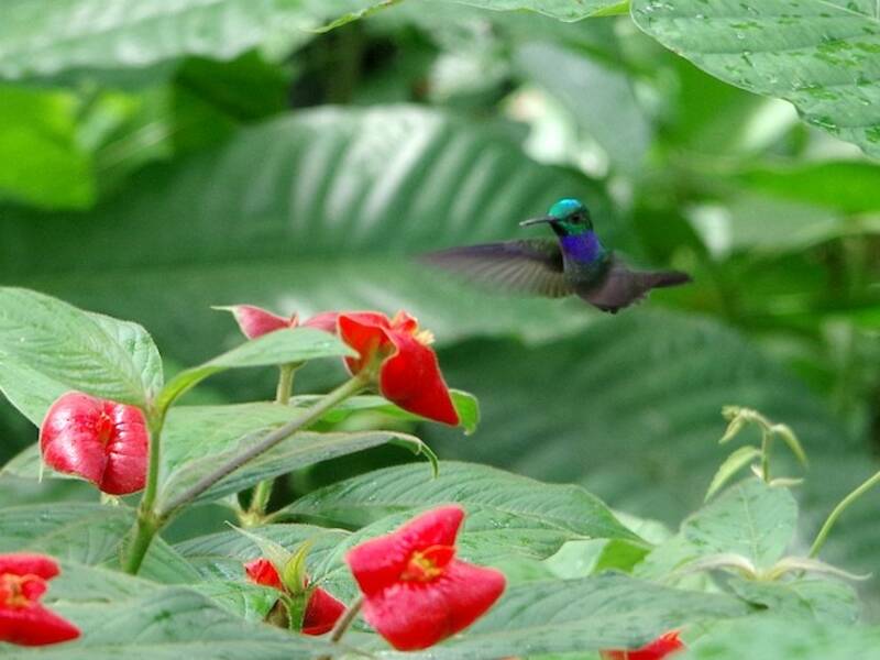 Colibrì petto blu