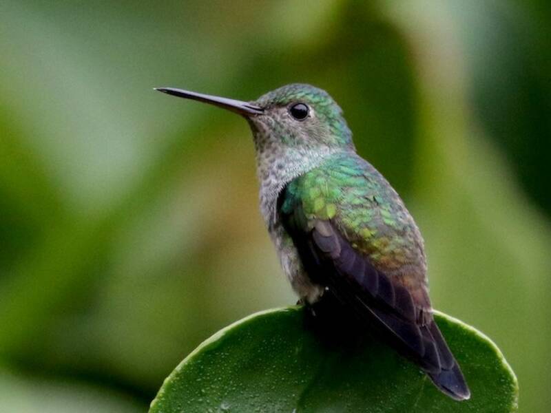 Blaukehlkolibri, Fotos 2
