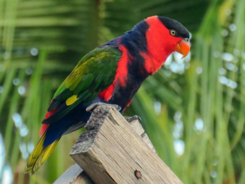 Black-capped Lory, Photos 3