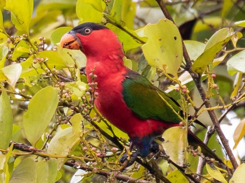 Black-capped Lory, Photos 4