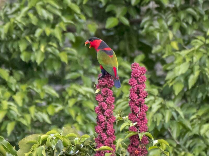Black-capped Lory, Photos 2