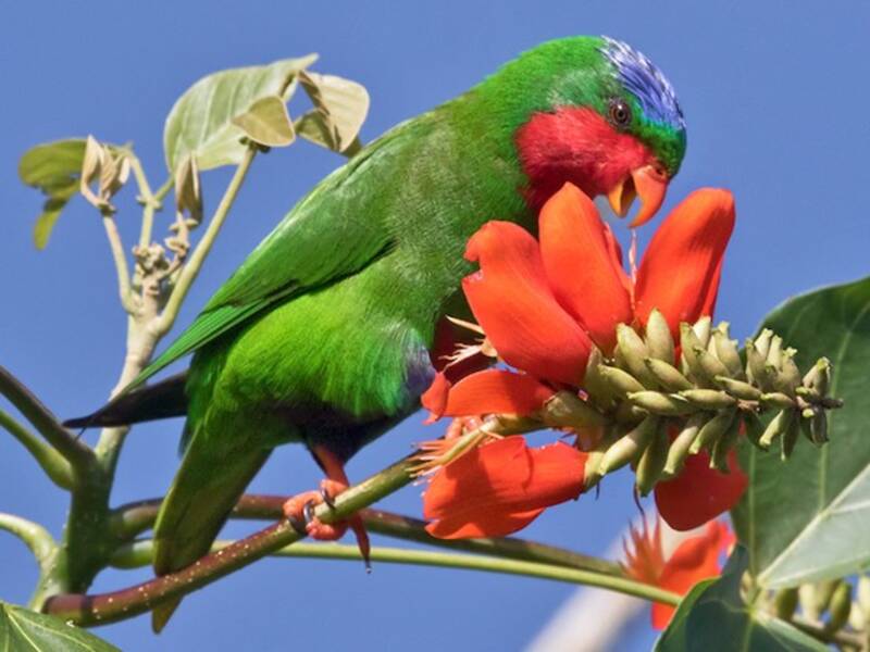 Blue-crowned Lorikeet