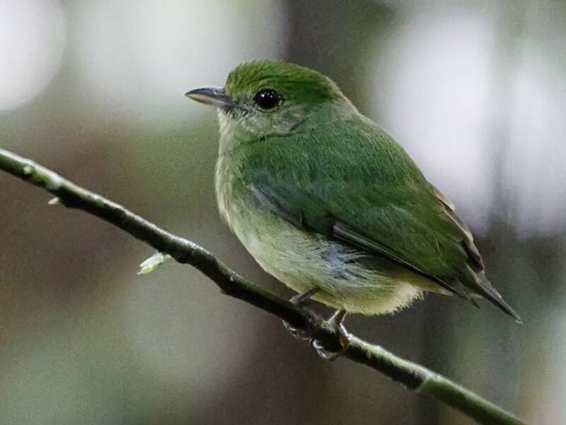 Blue-capped Manakin (Lepidothrix coronata)