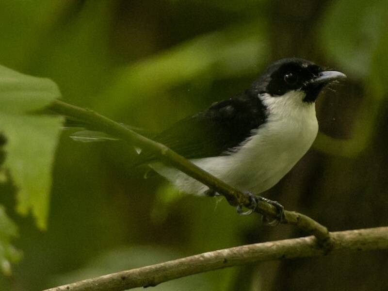 Boano Monarch, Photos 2