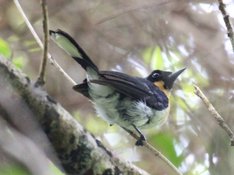 Boano Monarch, Photos 1