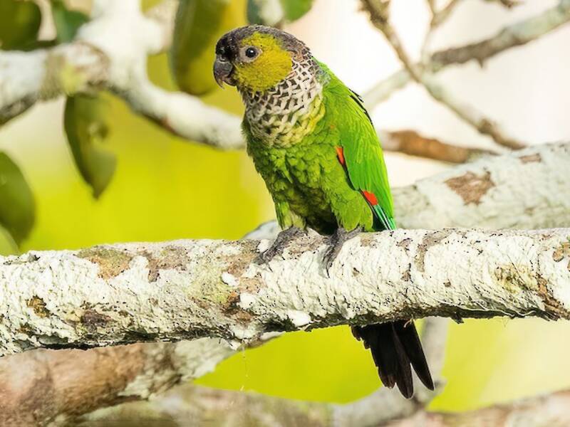 Black-capped Parakeet, Photos 2