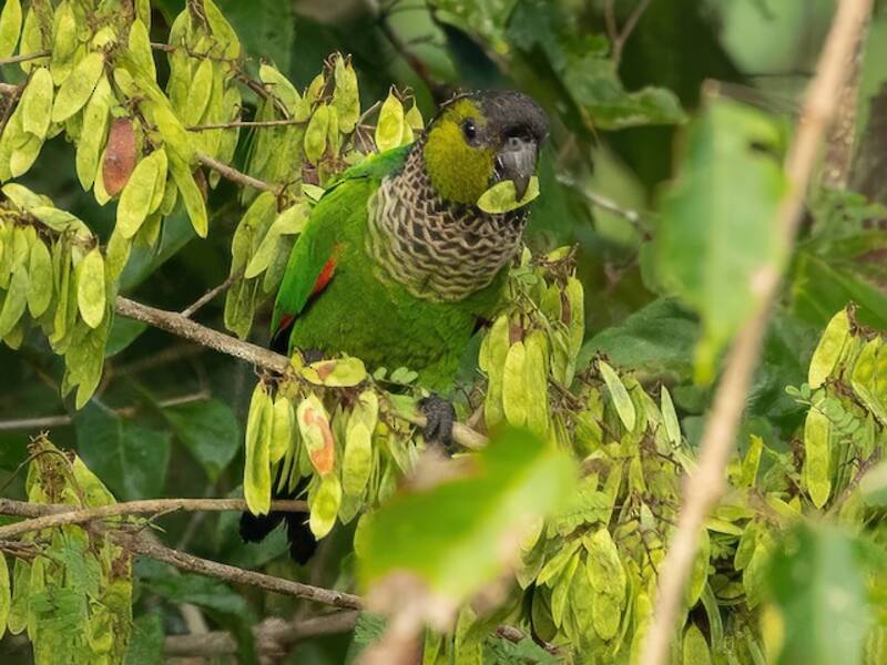 Black-capped Parakeet, Photos 3