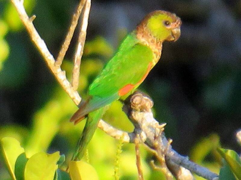 Black-capped Parakeet, Photos 4