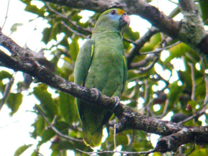 Blauwangenamazone, Fotos 4