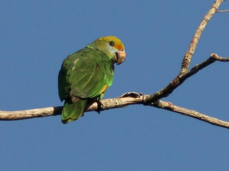 Blauwangenamazone, Fotos 3