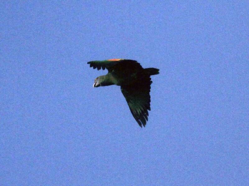 Amazona Cariazul