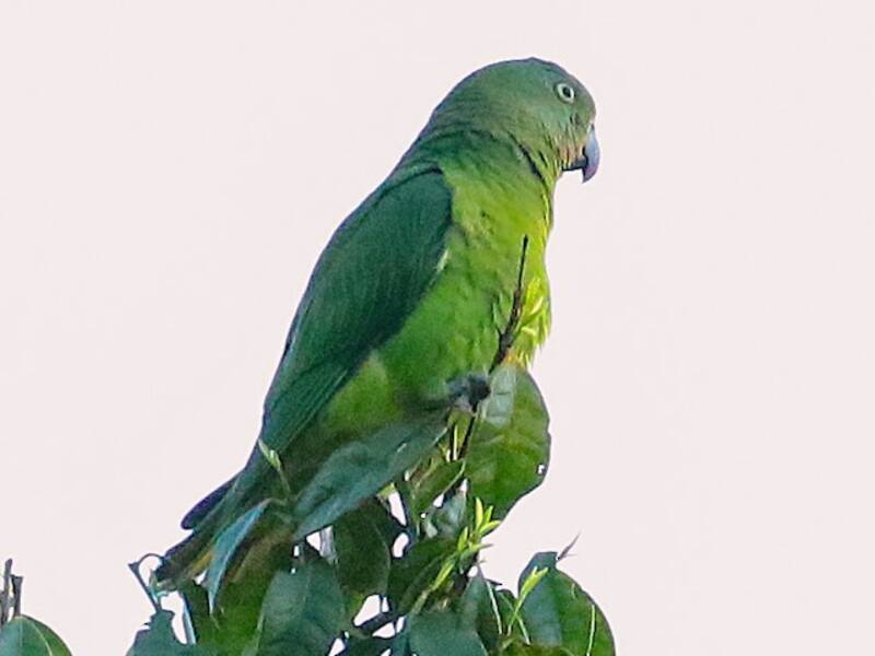 Blue-collared Parrot