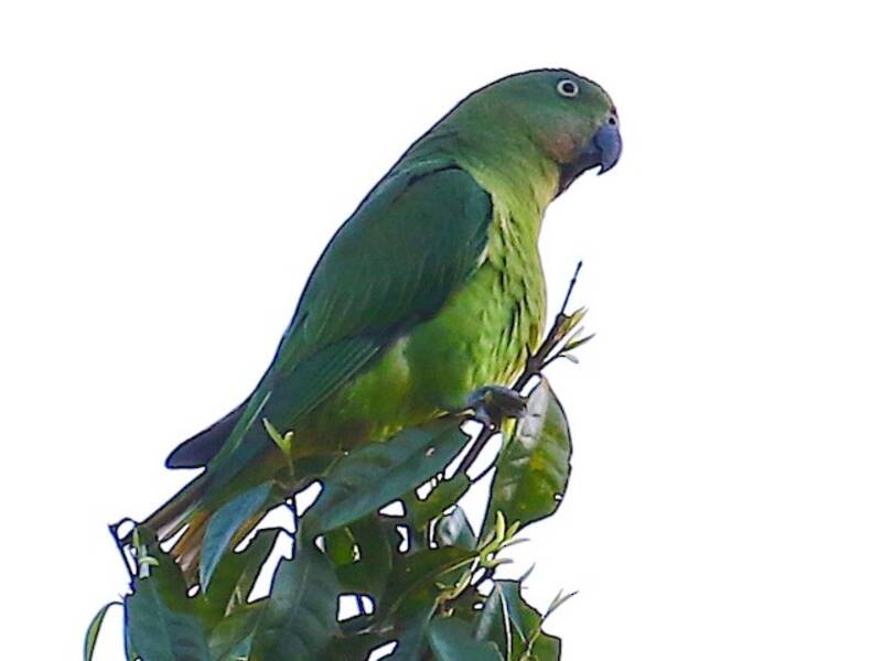 Blue-collared Parrot, 照片 2