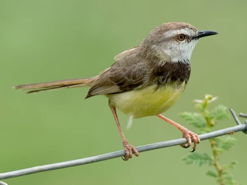 Prinia à poitrine noire, Photos 4