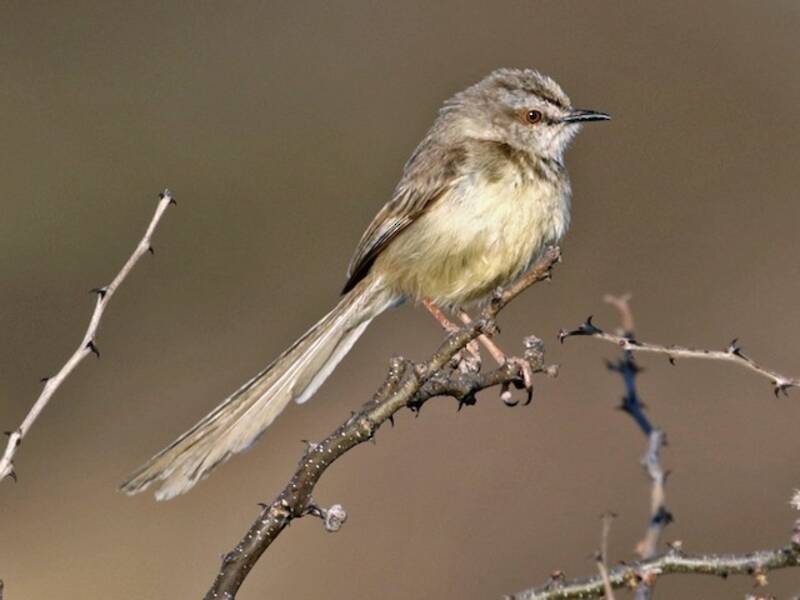 Prinia à poitrine noire, Photos 3