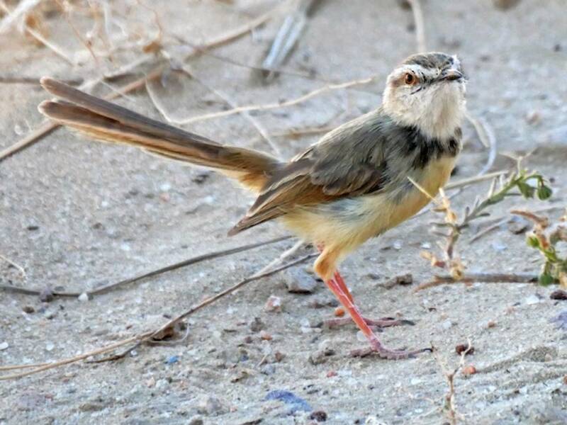 Prinia à poitrine noire, Photos 2