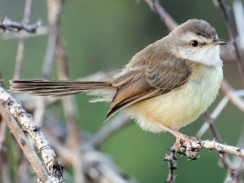 Schwarzbrustprinia