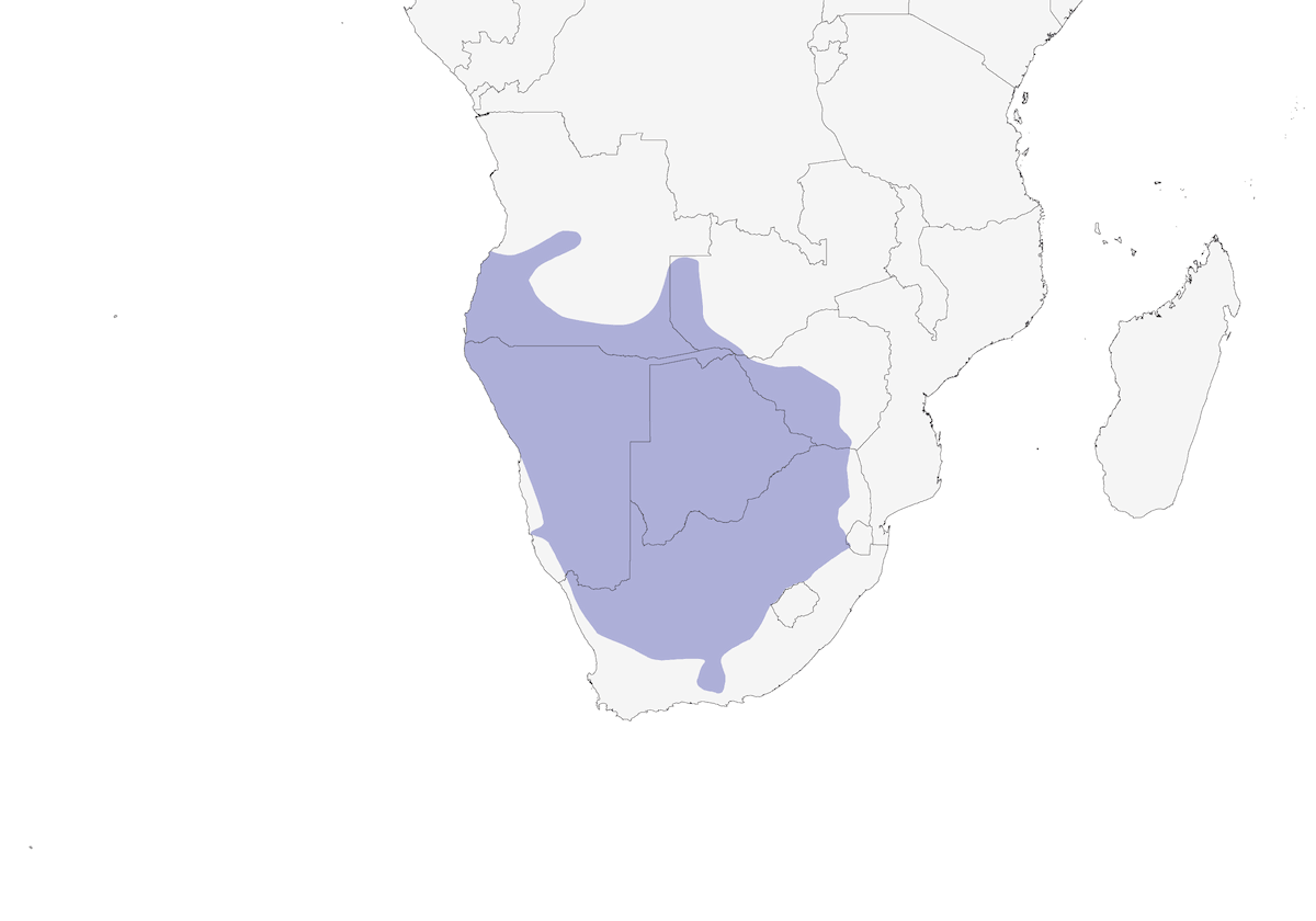 Prinia à poitrine noire, Distribution 1
