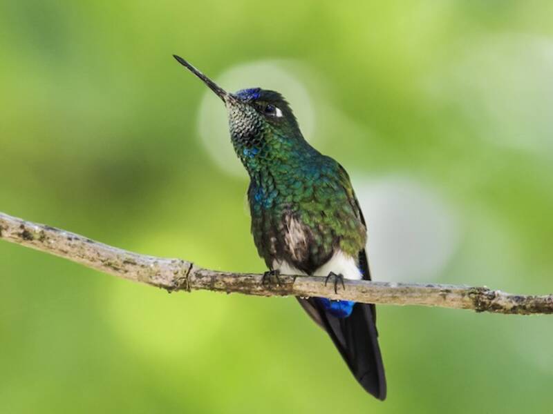 Colibrí Piernudito de Gorro Azul, Fotos 3