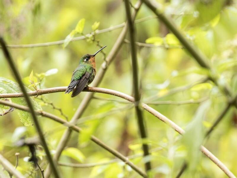 Colibrí Piernudito de Gorro Azul, Fotos 4