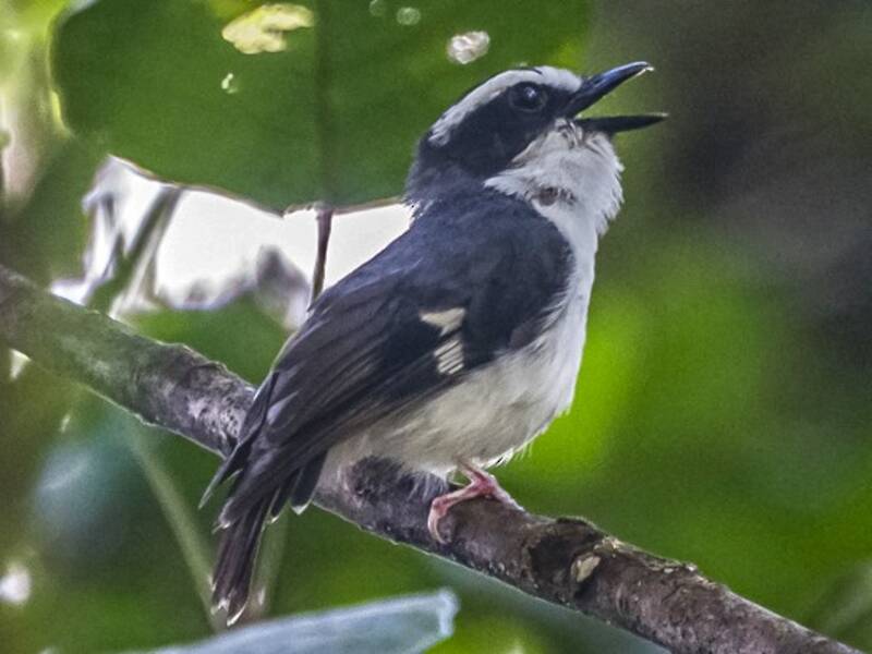 Black-chinned Robin, Photos 3