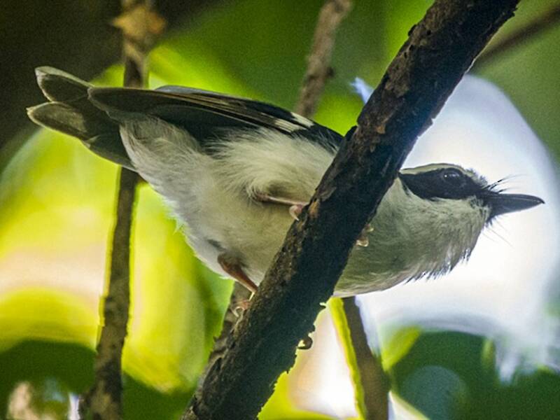Black-chinned Robin, Photos 2