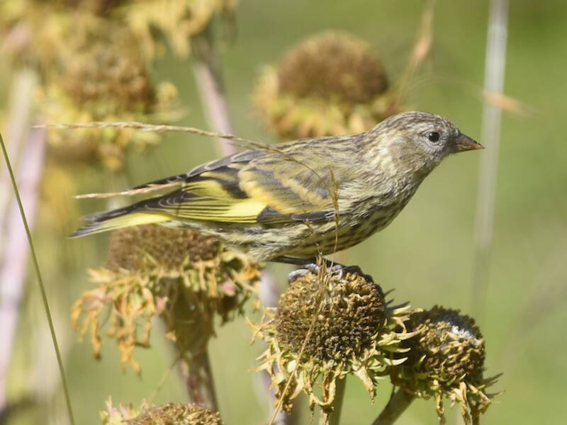 Black-capped Siskin