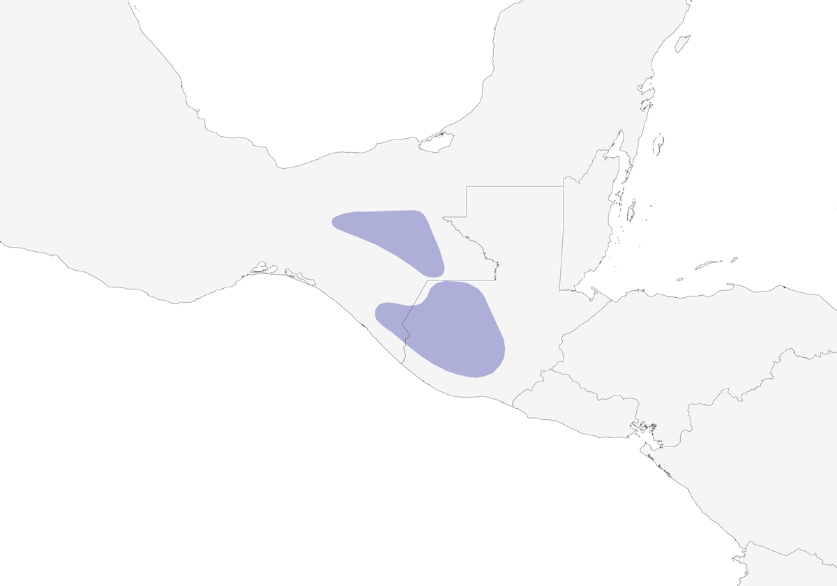 Lucarino testanera, Distribuzione 1