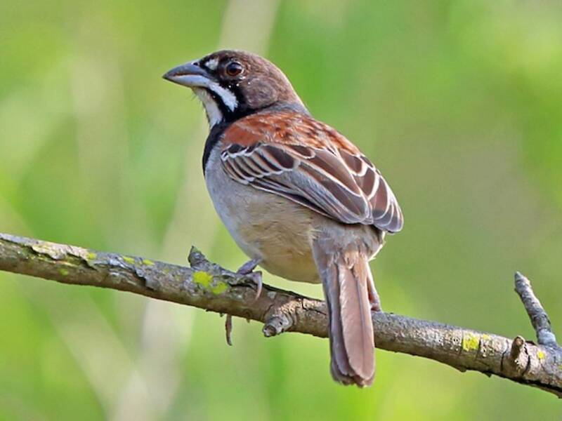 Black-chested Sparrow
