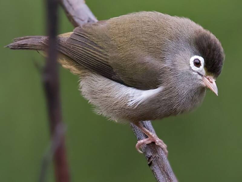 Schwarzkappen-Brillenvogel, Fotos 4