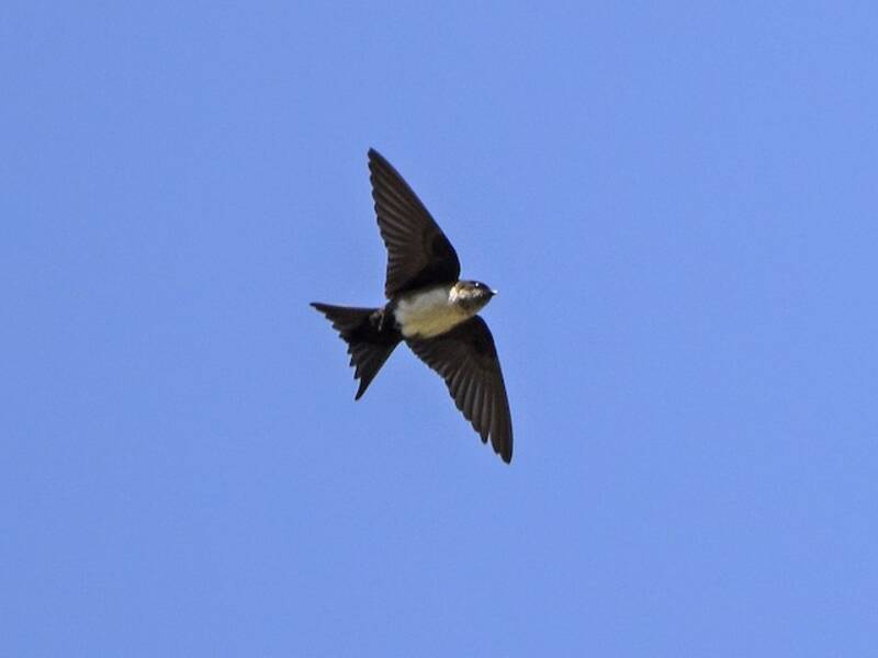 Golondrina capirotada, Fotos 4