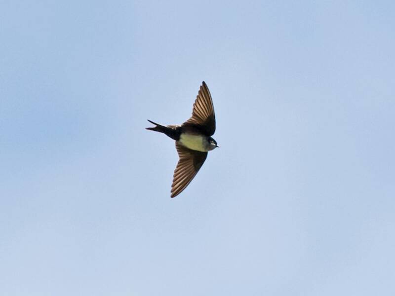 Golondrina capirotada