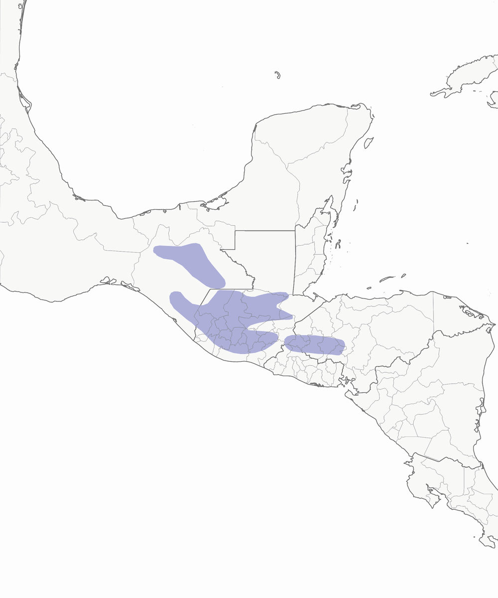 Golondrina capirotada, Distribución 1