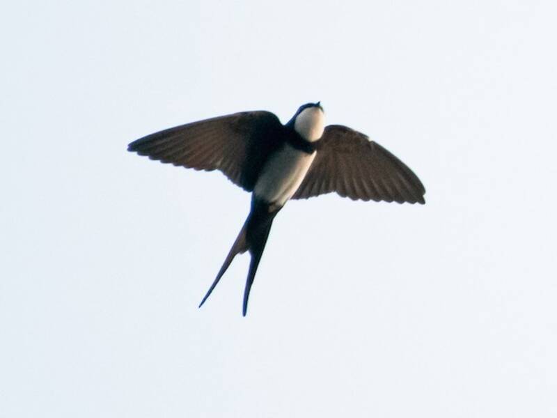 Rondine dal collare nero, Foto 3