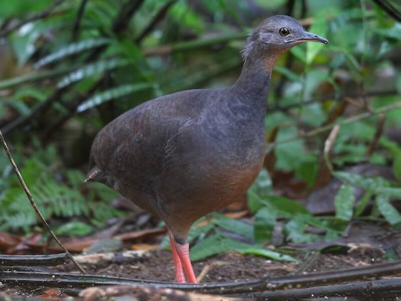 Black-capped Tinamou