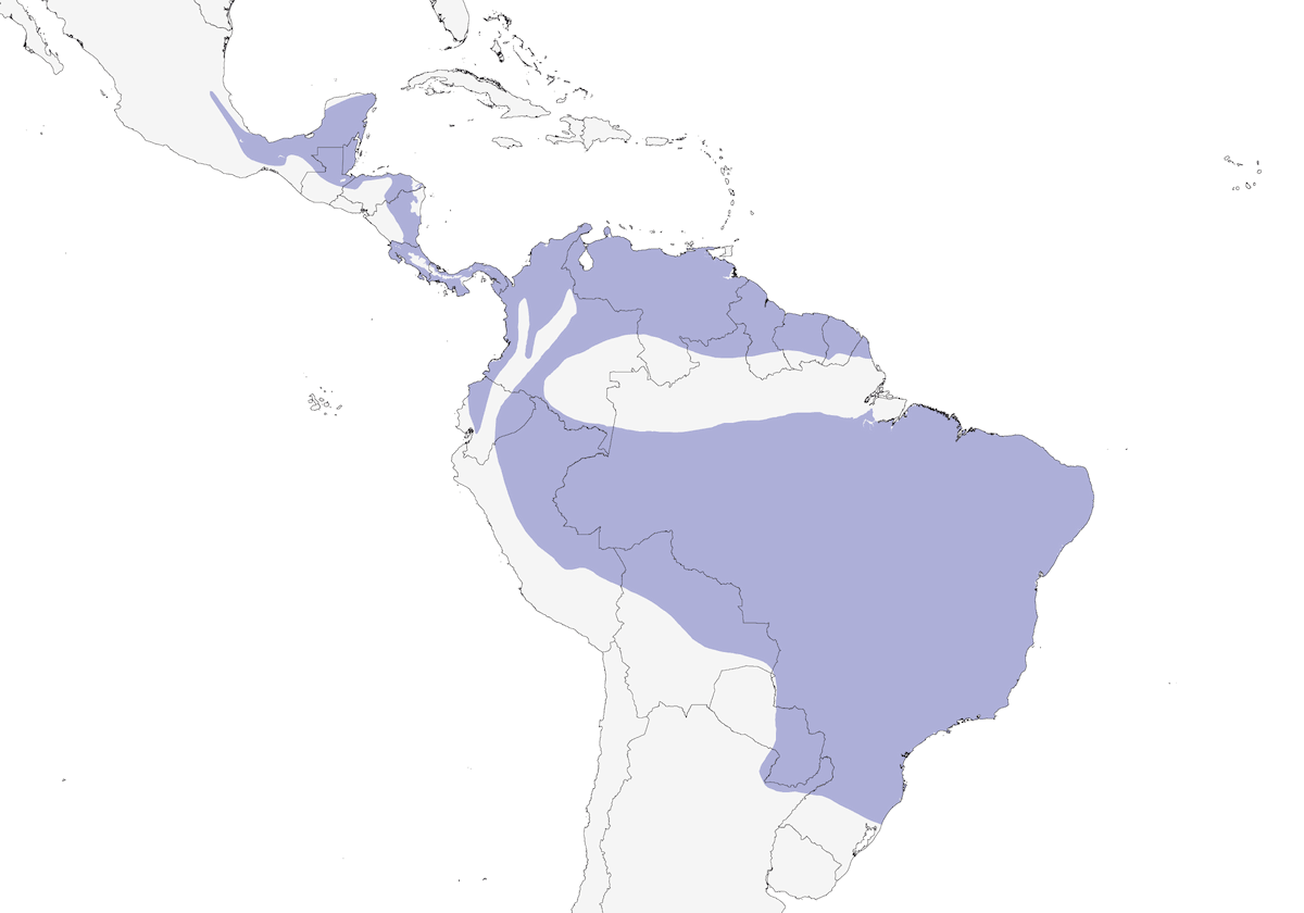 Titira testanera, Distribuzione 1