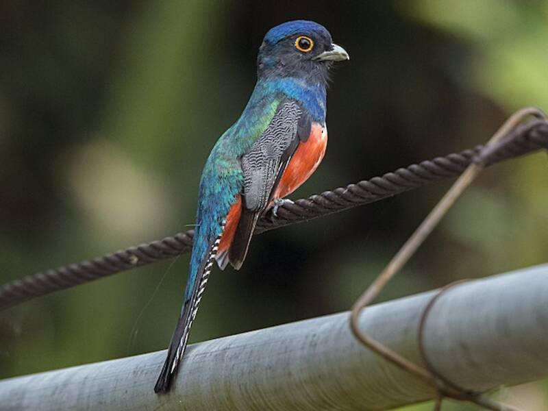 Blue-crowned Trogon, Photos 2