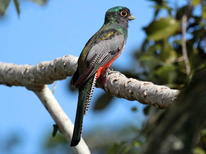Blue-crowned Trogon, Photos 4