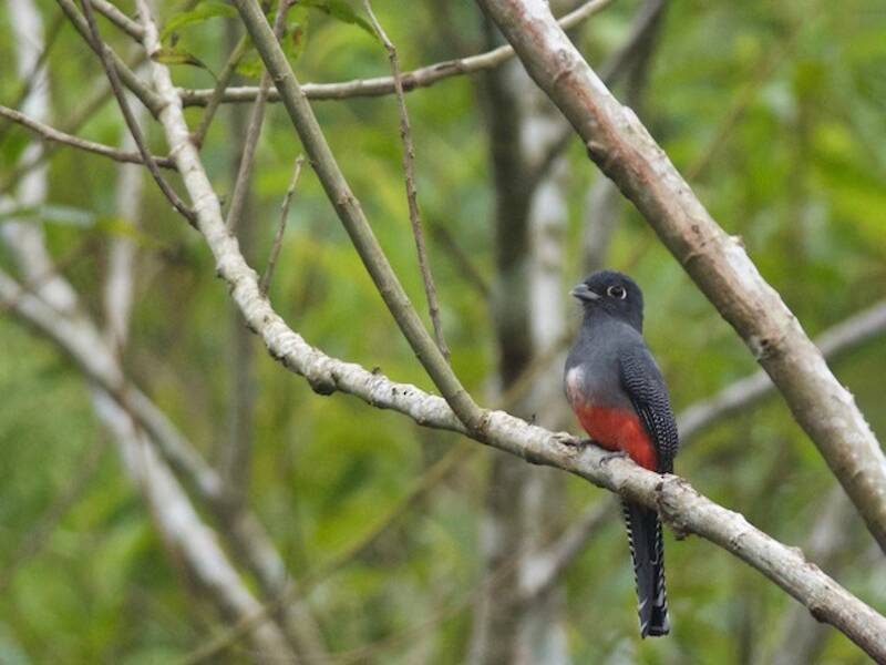 Blue-crowned Trogon, Photos 3
