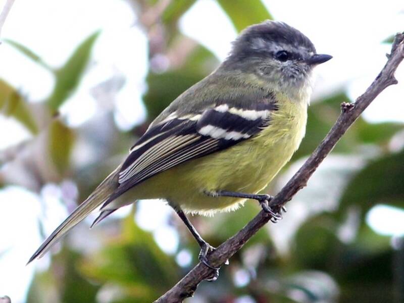 Black-capped Tyrannulet, 照片 3