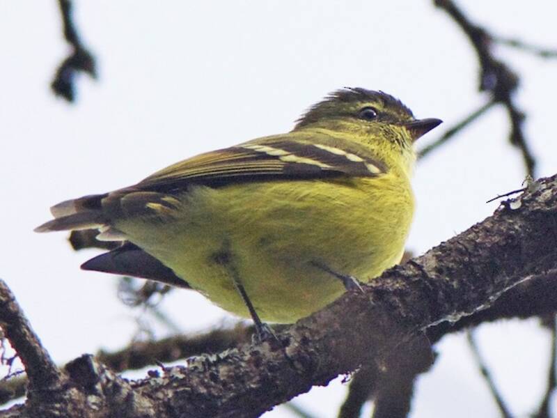 Black-capped Tyrannulet, 照片 2