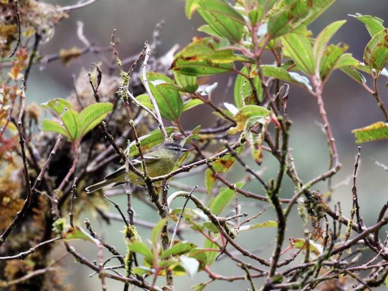 Black-capped Tyrannulet, 照片 4