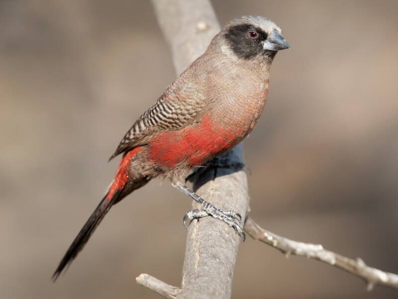 Black-faced Waxbill, Photos 3