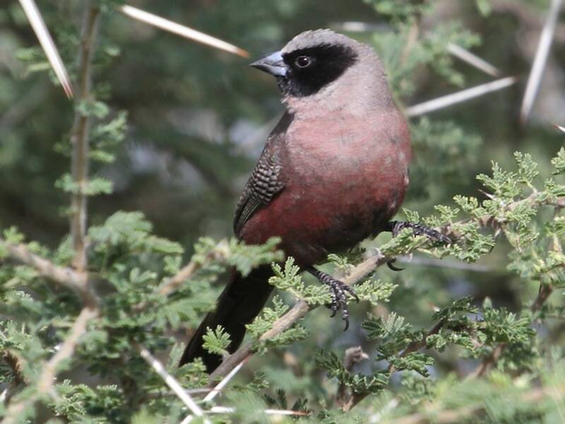 Black-faced Waxbill, Photos 2